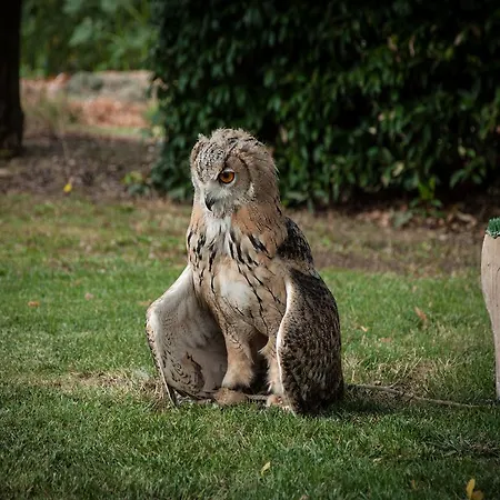 Il Falco Agroturismo *