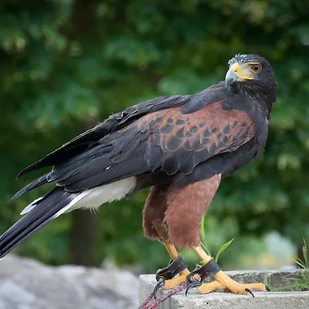 Il Falco * Todi